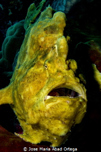 Yellow Frog fish by Jose Maria Abad Ortega 